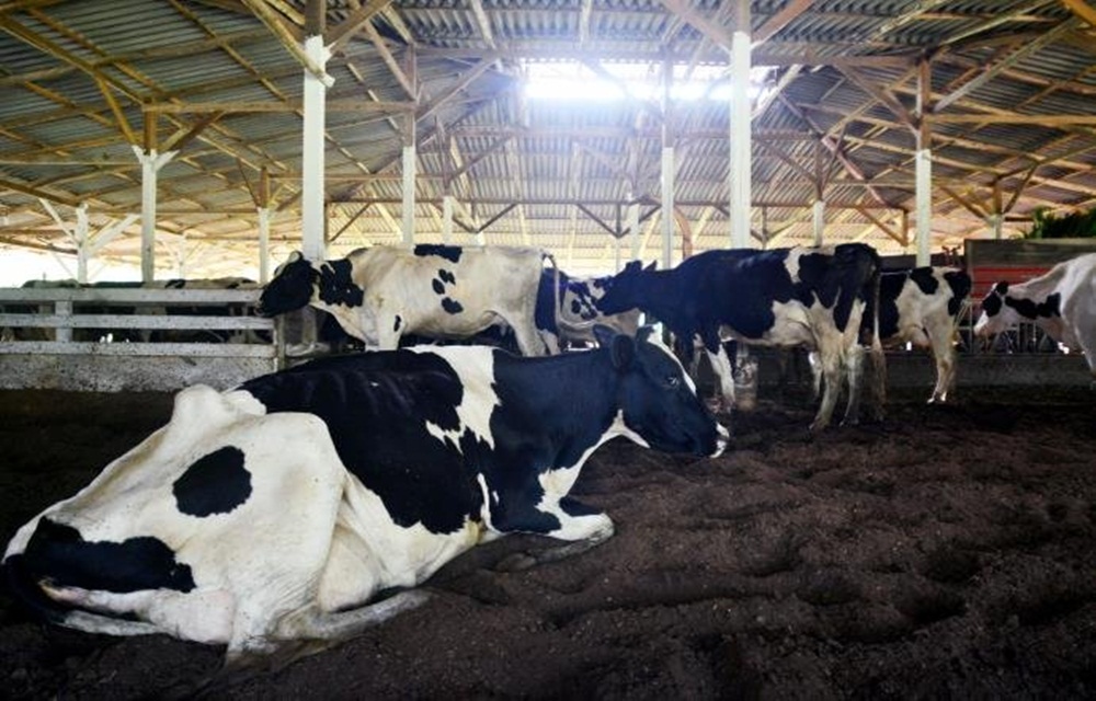 Ir para  <p>Em 2015, o Rio Grande do Sul perdeu o posto de segundo maior produtor de leite do Brasil. Hoje, aparece atr&aacute;s de Minas Gerais e Paran&aacute;, com um volume de 4,5 bilh&otilde;es de litros por ano, segundo o Instituto...